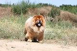 CHOW CHOW 174